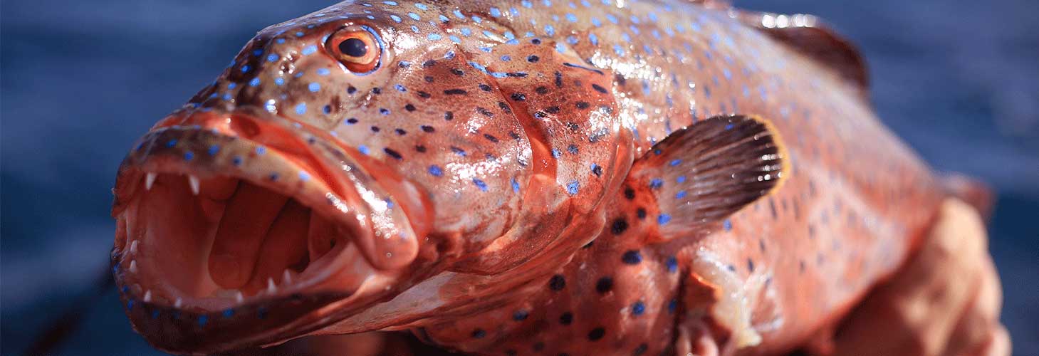 Spearfishing in Egypt